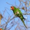 A feral Mitred Conure perches on a twig