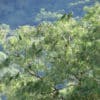 Wild Mitred Conures perch in a tree