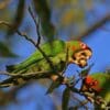 A feral Mitred Conure feeds