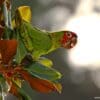 A feral Mitred Conure feeds on fruits