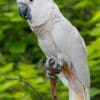 A male Moluccan Cockatoo, Cincinnati Zoo, USA