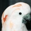 A closeup profile of a female companion Moluccan Cockatoo