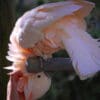 A companion Moluccan Cockatoo enjoys being preened