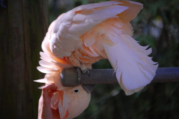 A companion Moluccan Cockatoo enjoys being preened