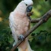 A Moluccan Cockatoo balances on one foot