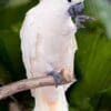 A Moluccan Cockatoo perches on one foot