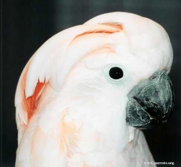 A closeup profile of a female companion Moluccan Cockatoo