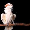 A playful Moluccan Cockatoo vamps for the camera