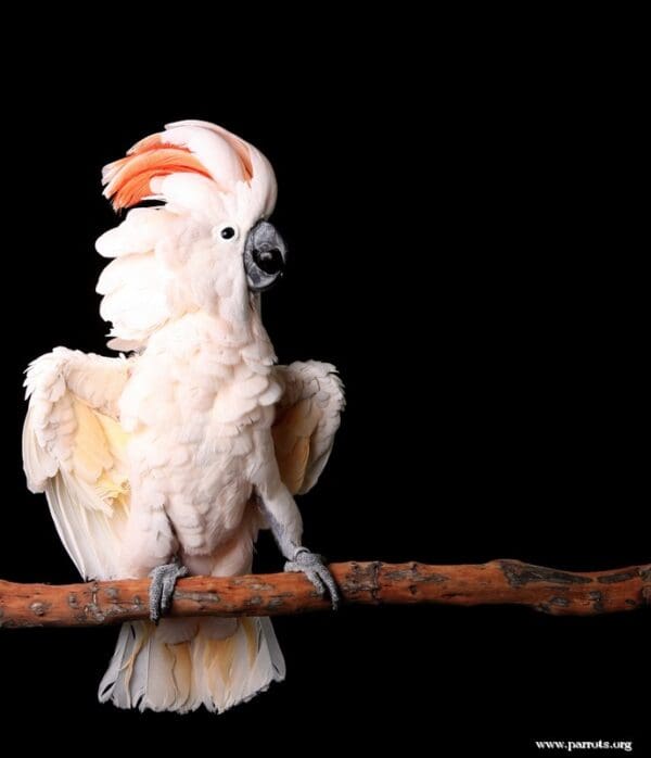 A playful Moluccan Cockatoo vamps for the camera