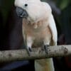 A male Moluccan Cockatoo perches on a limb