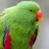 A closeup of a male Moluccan Eclectus