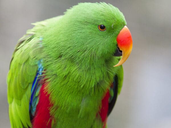 A closeup of a male Moluccan Eclectus