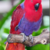 A female Moluccan Eclectus perches on a branch