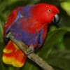 A female Moluccan Eclectus perches in a tree