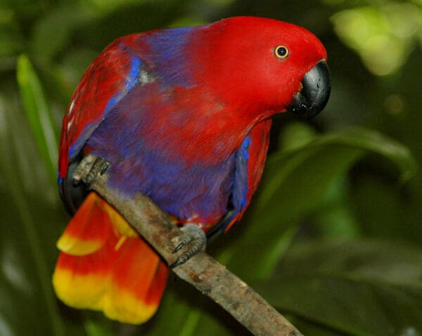 A female Moluccan Eclectus perches in a tree