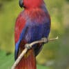 A female Moluccan Eclectus perches on a twig