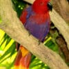 A female Moluccan Eclectus perches on a limb