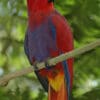 A female Moluccan Eclectus perches on a limb