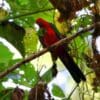 A wild Moluccan King Parrot, ssp. buruensis, perches on a branch