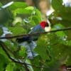 A wild Moluccan King Parrot, ssp. buruensis, perches on a branch