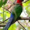 A wild Moluccan King Parrot perches on a branch