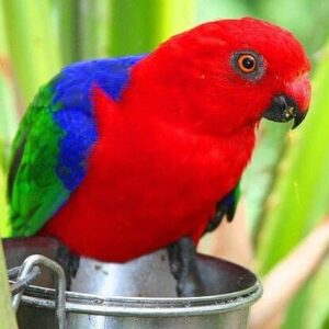 A Moluccan King Parrot perches on a feed bowl, Brevard Zoo, FL USA