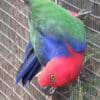 A Moluccan King Parrot clings to the side of an enclosure