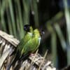 Wild Nanday Conures perch on a dried palm leaf