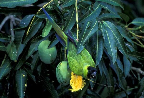 A wild Nanday Conure feeds on fruit