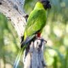 A wild Nanday Conure perches on a branch