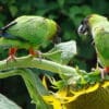 Feral Nanday Conures feed on sunflower seeds