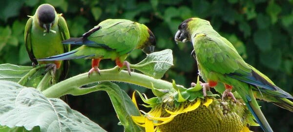 Feral Nanday Conures feed on sunflower seeds