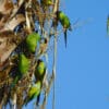 Wild Nanday Conures perch in a tree