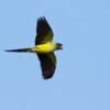 A feral Nanday Conure takes flight