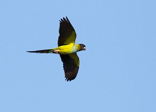 A feral Nanday Conure takes flight