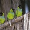 Wild Nanday Conures perch on a dried palm leaf