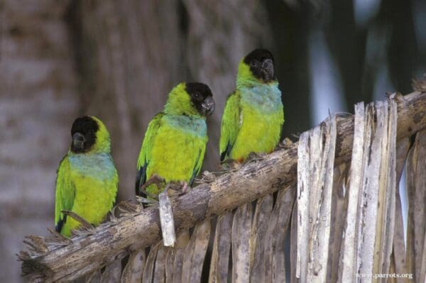 Wild Nanday Conures perch on a dried palm leaf