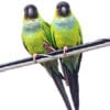 Wild Nanday Conures perch on a wire