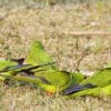 Wild Nanday Conures forage on the ground