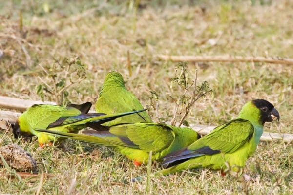 Wild Nanday Conures forage on the ground