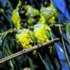 Wild Nanday Conures perch and preen