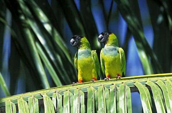 Wild Nanday Conures perch on a palm leaf