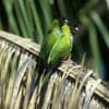 Wild Nanday Conures perch on a dried palm leaf