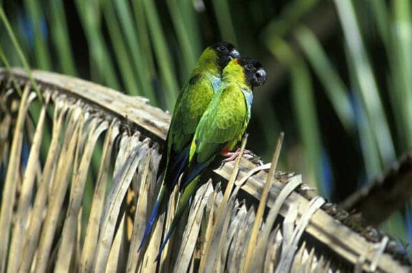 Wild Nanday Conures perch on a dried palm leaf