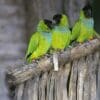 Wild Nanday Conures perch on a dried palm leaf