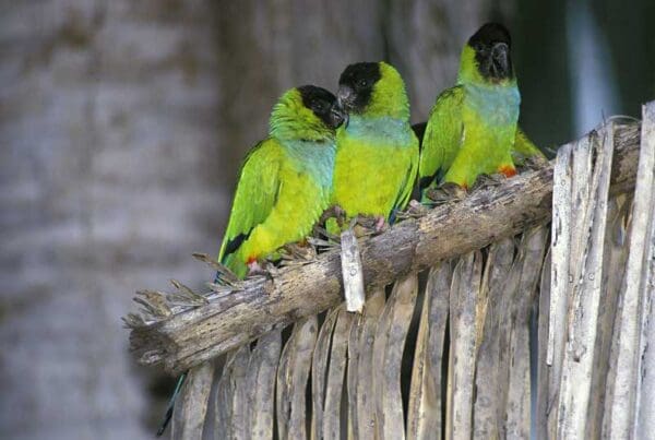 Wild Nanday Conures perch on a dried palm leaf