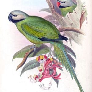 An illustration depicts Nicobar Parakeets