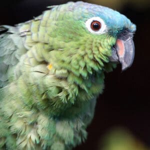 A closeup of a Northern Mealy Amazon