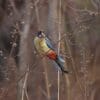 A wild Northern Rosella feeds on seeds