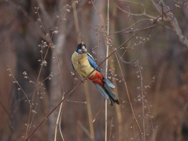 A wild Northern Rosella feeds on seeds